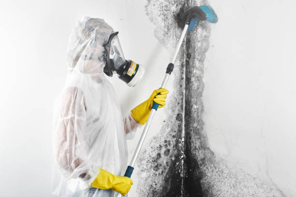 Best Mold Odor Removal Services  in Cedar Bluff, AL